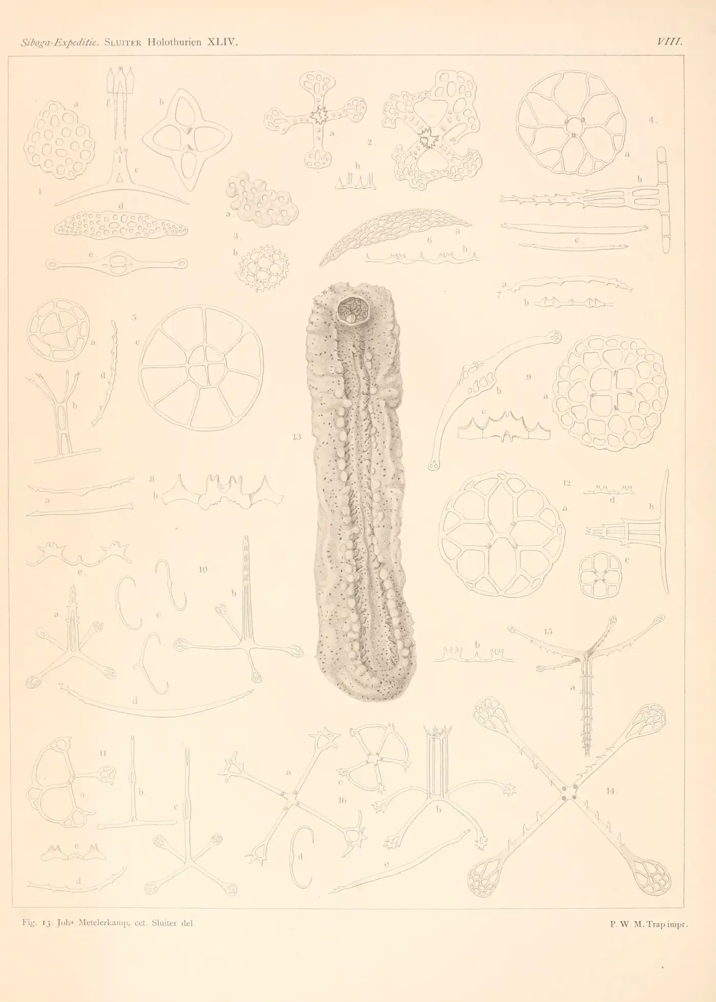 Lithographic plate of holothurians from the Siboga-Expeditie monographs